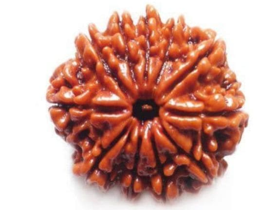 Manufacturer, Exporter, Importer, Supplier, Wholesaler, Retailer, Trader of 11 Mukhi Rudraksha in Noida, Uttar Pradesh, India.