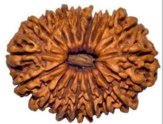Manufacturer, Exporter, Importer, Supplier, Wholesaler, Retailer, Trader of 18 Mukhi Rudraksha in Noida, Uttar Pradesh, India.