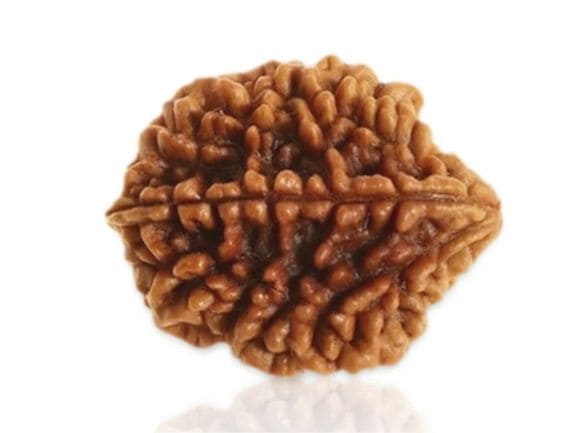 Manufacturer, Exporter, Importer, Supplier, Wholesaler, Retailer, Trader of 2 Mukhi Rudraksha in Noida, Uttar Pradesh, India.