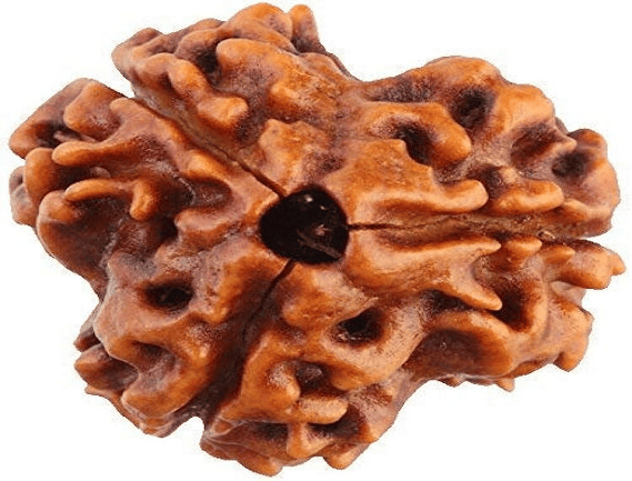 Manufacturer, Exporter, Importer, Supplier, Wholesaler, Retailer, Trader of 3 Mukhi Rudraksha in Noida, Uttar Pradesh, India.