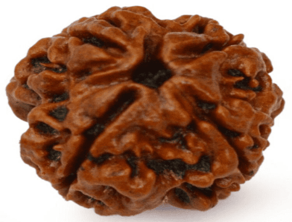 Manufacturer, Exporter, Importer, Supplier, Wholesaler, Retailer, Trader of 4 Mukhi Rudraksha in Noida, Uttar Pradesh, India.