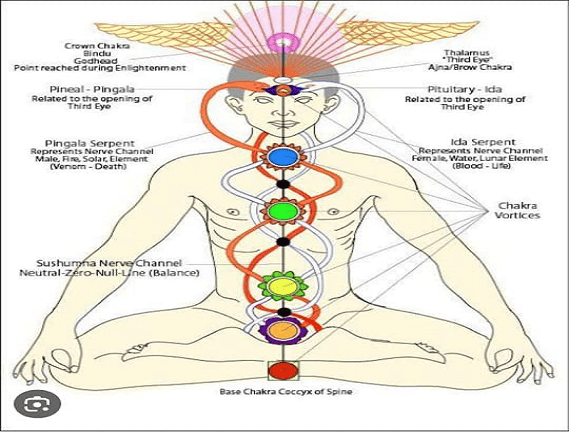 Service Provider of Chakra Physique in Noida, Uttar Pradesh, India.