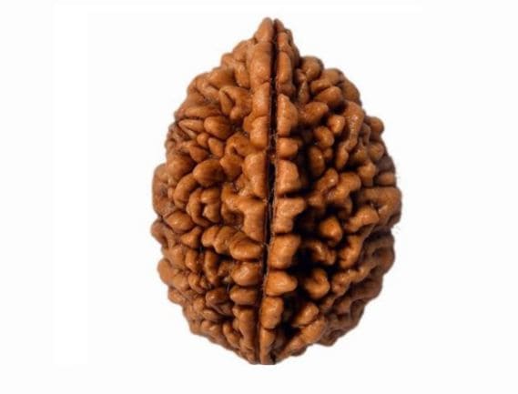 Manufacturer, Exporter, Importer, Supplier, Wholesaler, Retailer, Trader of EK Mukhi Rudraksha in Noida, Uttar Pradesh, India.