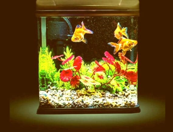 Manufacturer, Exporter, Importer, Supplier, Wholesaler, Retailer, Trader of Fish Tank in Noida, Uttar Pradesh, India.