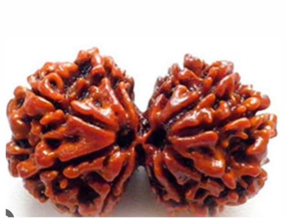 Manufacturer, Exporter, Importer, Supplier, Wholesaler, Retailer, Trader of Gauri Shankar Rudraksha in Noida, Uttar Pradesh, India.