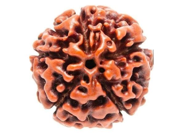 Manufacturer, Exporter, Importer, Supplier, Wholesaler, Retailer, Trader of Panchmukhi Rudraksha in Noida, Uttar Pradesh, India.