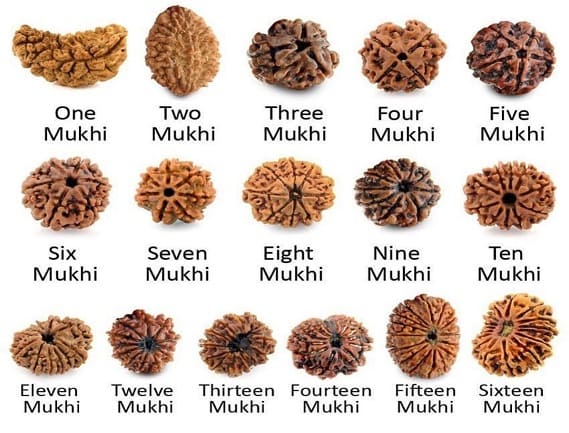 Manufacturer, Exporter, Importer, Supplier, Wholesaler, Retailer, Trader of Rudraksha in Noida, Uttar Pradesh, India.